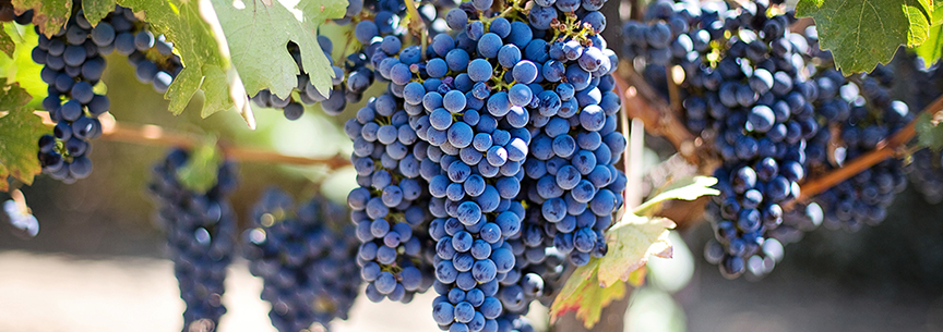 Grapes